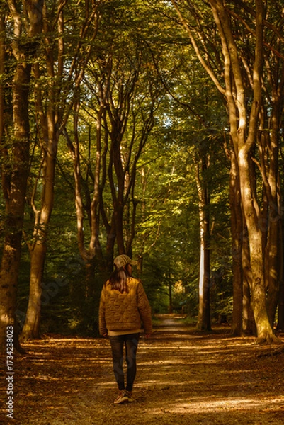 Fototapeta A peaceful walk unfolds in the world-famous Speulderbos forest. Golden autumn leaves create a warm atmosphere as a person strolls along the winding path, surrounded by majestic trees.