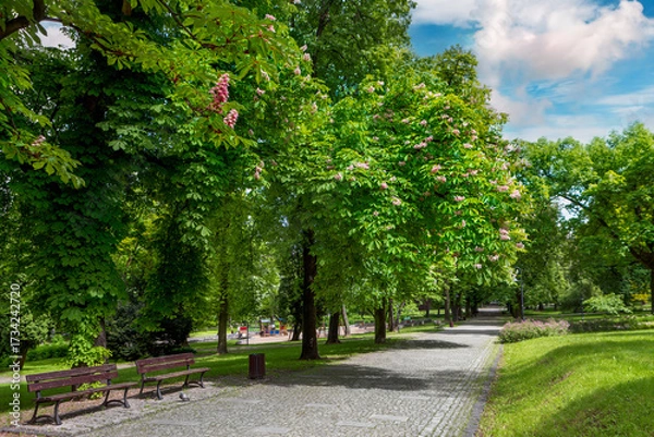 Fototapeta Blooming chestnut trees in city park