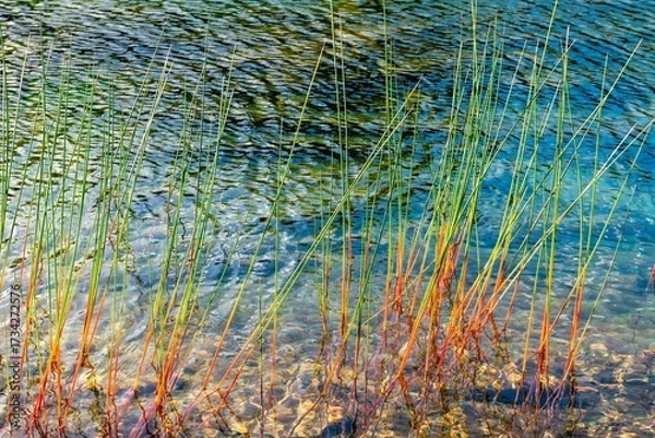 Obraz Colorful Reflection of Aquatic Plants in Fall in Acadia National Park Maine