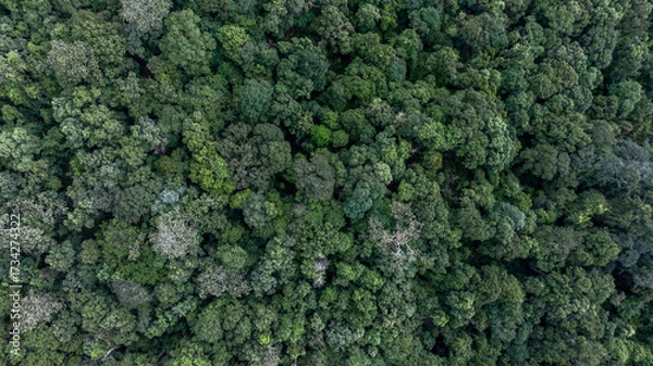 Fototapeta Aerial view forest and tree landscape texture abstract background, Aerial top view forest atmosphere area, Texture of forest view from above, Ecosystem and healthy ecology environment.