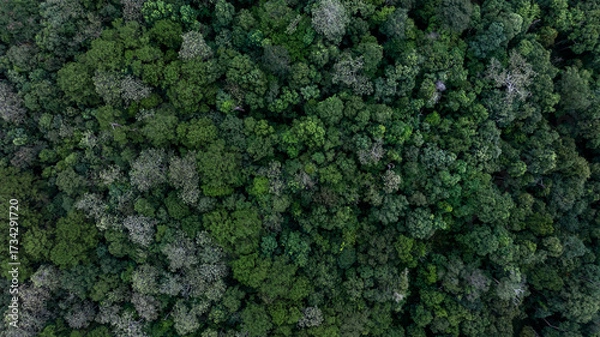 Fototapeta Aerial view forest and tree landscape texture abstract background, Aerial top view forest atmosphere area, Texture of forest view from above, Ecosystem and healthy ecology environment.