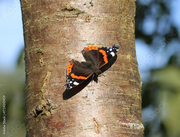 Obraz Admiral - Red admiral