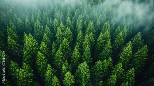 Fototapeta Explore a lush, vibrant green forest from above, perfect for travel and nature projects, showcasing a sense of peace and tranquility with a touch of mystery in the soft mist
