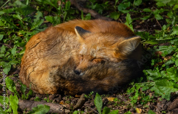 Obraz Rotfuchs beim schlafen