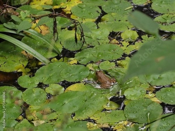 Obraz frogs in pond