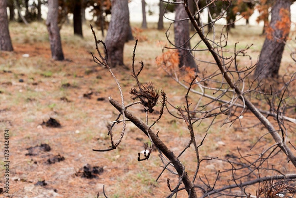 Fototapeta Photograph of trees (pines) burned by forest fire. Concept of the environment.