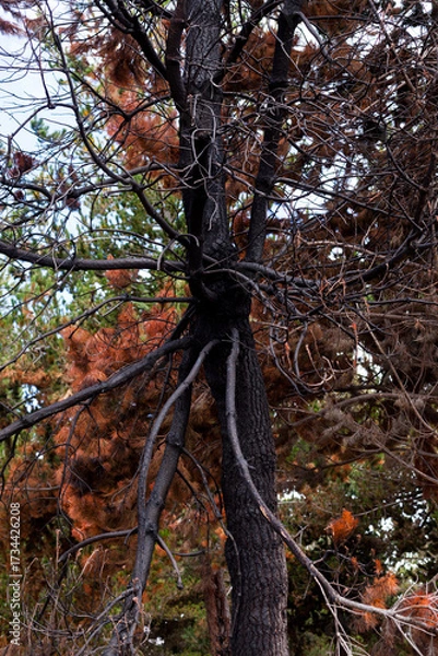 Fototapeta Photograph of trees (pines) burned by forest fire. Concept of the environment.