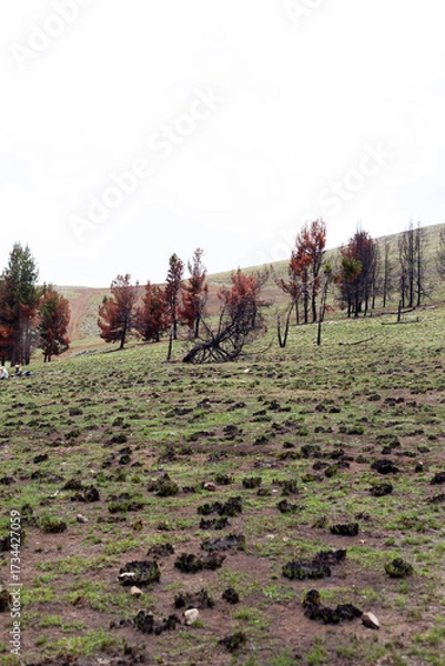 Fototapeta Photograph of forest burned by forest fire. Concept of the environment.