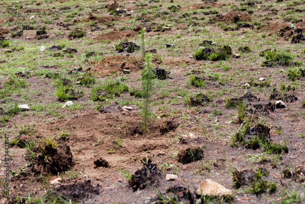 Fototapeta Photograph of plants (pines) to reforest an area affected by forest fire. Environmental concept.