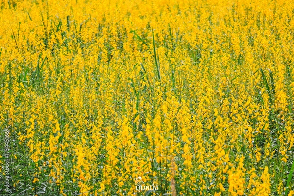 Fototapeta yellow rape field