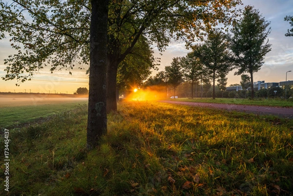 Obraz Golden Hour Tranquility Along a Tree-Lined Pathway