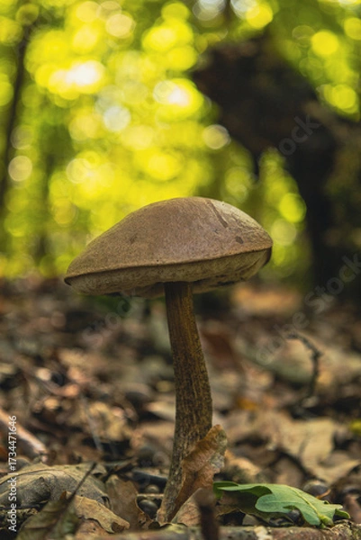 Obraz Duży,piękny grzyb Koźlarz