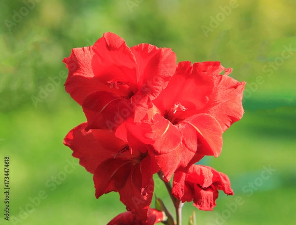 Obraz Red gladiolus on a green background,