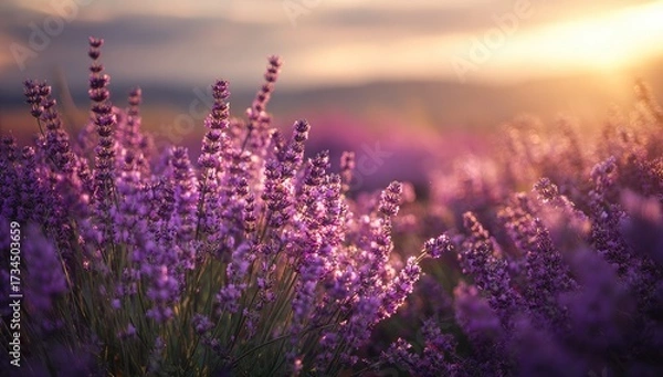 Obraz Lavender field blooms under golden sunset light