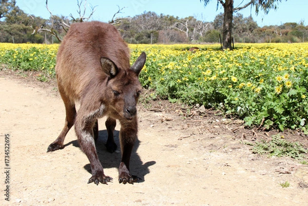 Fototapeta kangaroo in a blooming prairie at kangaroo island in australia 