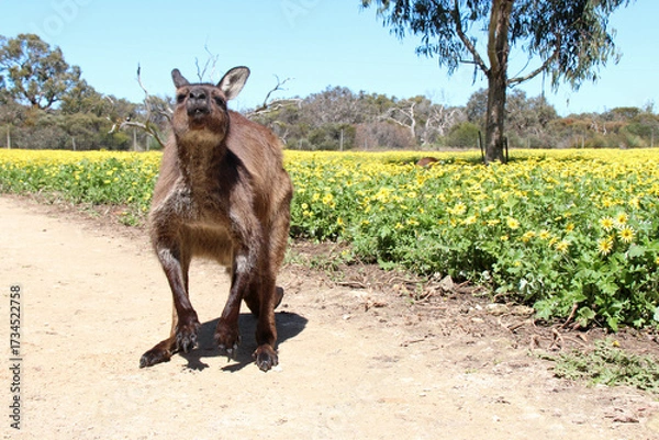 Fototapeta kangaroo in a blooming prairie at kangaroo island in australia 
