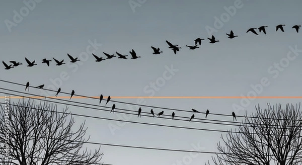 Fototapeta Migration season line-art. Flocks of geese flying in a V-shape, silhouettes of swallows on wires, and bare branches. Serene and minimalist style in shades of sky grey, slate blue, and a single warm su