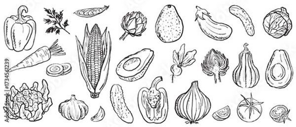 Fototapeta Hand drawn fresh vegetables banner. Bell pepper, corn, cauliflower, avocado, carrot, onion in vintage brush stroke texture isolated on white. Sketch illustration in charcoal ink style