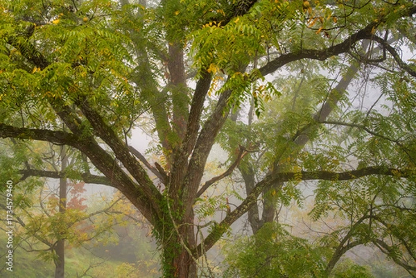 Fototapeta Large Tree with Many Branches on a Foggy Morning