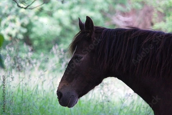 Fototapeta Cheval de selle .