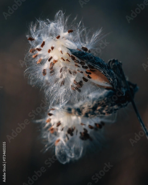 Fototapeta A close-up of a split pod (such as milkweed or another similar plant) releasing seeds with white, fluffy fibers (parachutes). The image shows texture and detail.