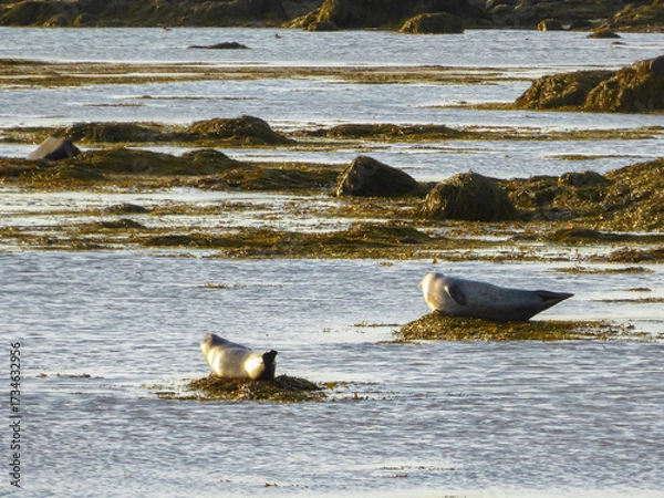 Obraz Two harbor seals bask in the golden sunlight on seaweed-covered rocks during low tide. This tranquil wildlife scene captures the serene beauty of the Icelandic coastline and its rich marine ecosystem.
