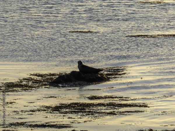 Obraz Solitary harbor seal is silhouetted as it rests peacefully on a patch of seaweed in the calm, golden-lit waters of Iceland at sunset, creating a serene and tranquil wildlife scene in the Nordic ocean.