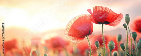 Fototapeta Bright red poppies bloom in field, illuminated by soft sunlight, creating vibrant and lively scene. delicate petals and green stems add to beauty of nature