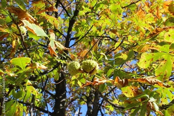 Fototapeta Autumn chestnut tree with fruit on the branch