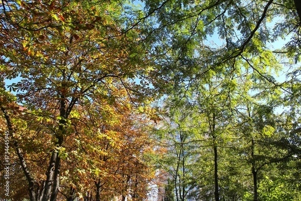 Fototapeta autumn landscape in the park, trees in autumn
