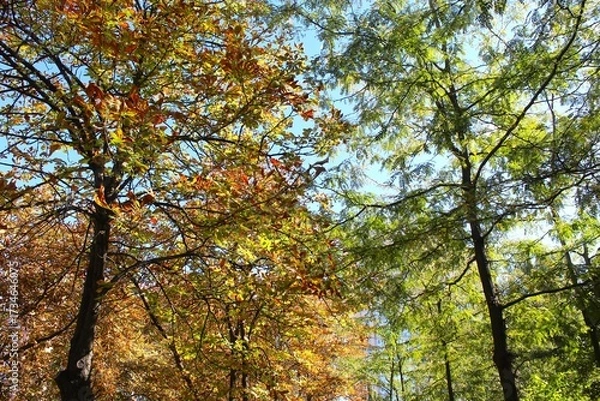 Fototapeta autumn landscape in the park, trees in autumn
