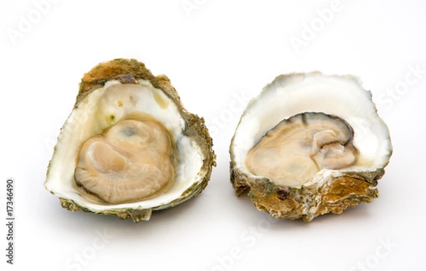 Obraz Oyster