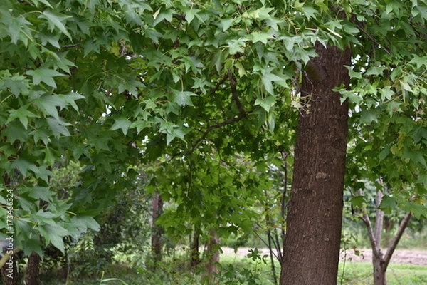 Fototapeta かえで