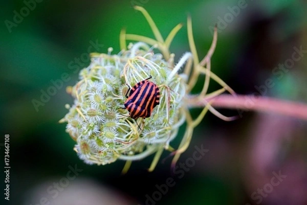 Fototapeta Streifenwanze sitzt auf einer Pflanze