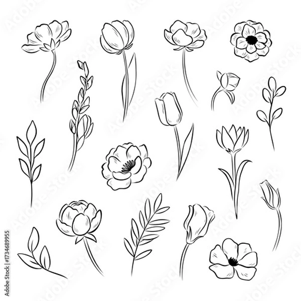 Obraz Collection of line drawing of different flowers and leaves. Floral silhouette, botanical sketch set. Elegant vector illustration elemets for print, packaging design, or wrapping paper.