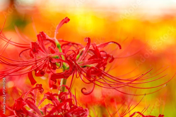 Obraz  	【秋の花】　彼岸花