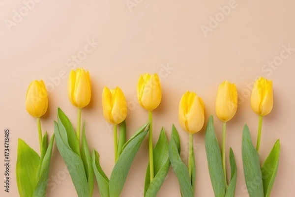 Fototapeta yellow tulips arranged in a row