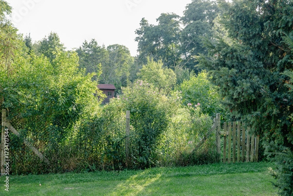 Obraz path through the forest