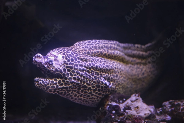 Fototapeta Moray Eel. Gymnothorax miliaris. Fish underwater in the aquarium.