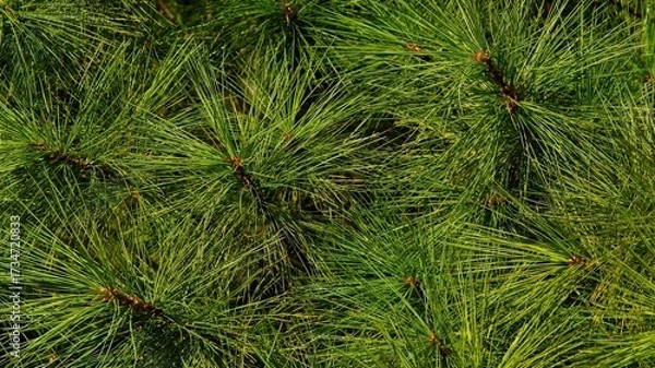 Fototapeta Close-up of fresh green pine needles on coniferous tree branches, natural background symbolizing evergreen forest and nature texture.