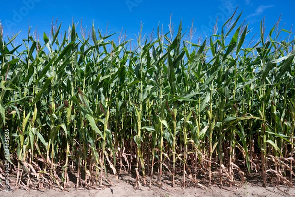 Obraz pole z kukurydzą