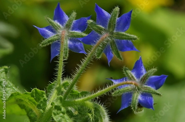 Obraz blue flower on green background