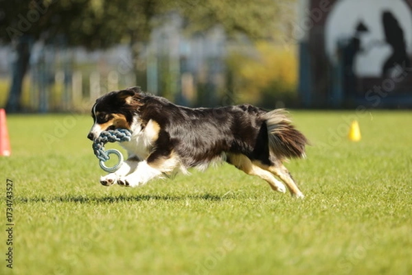Obraz border collie playing with ball