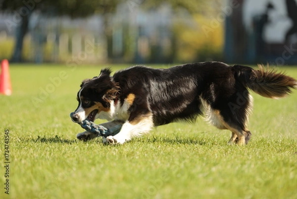 Obraz border collie playing with ball