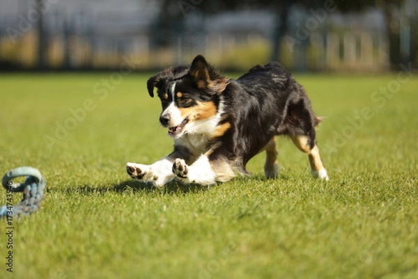 Obraz border collie playing with ball