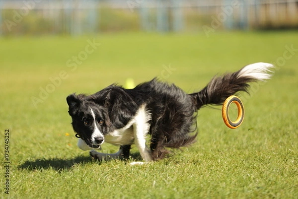 Obraz border collie playing with ball