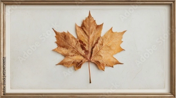 Fototapeta A single maple leaf, captured in its natural state with intricate details and subtle shadows on an off-white background, framed within a vintage frame
