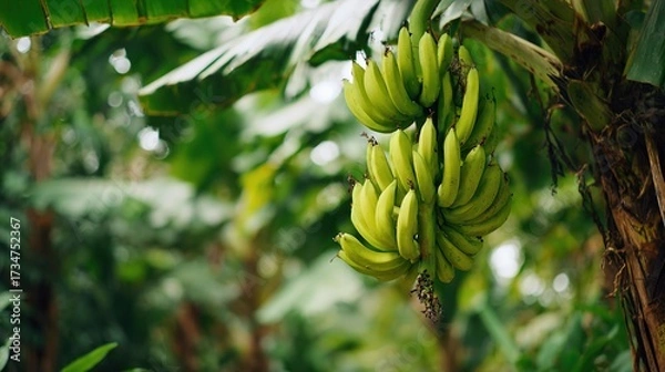 Fototapeta   A few underripe bananas dangling from a banana tree amidst the lush green foliage of a tropical area