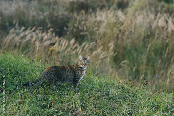 Fototapeta A cat hunting in the grass on an autumn evening