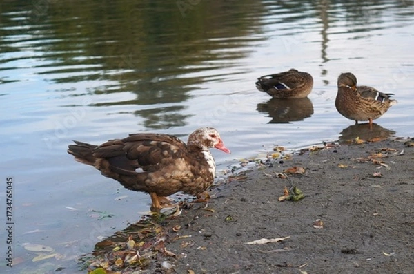 Obraz a musk duck on a sandy beach near a river among wild ducks in autumn in a nature park as a concept of animal care
